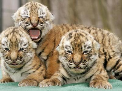 ZSL+London+Zoo image